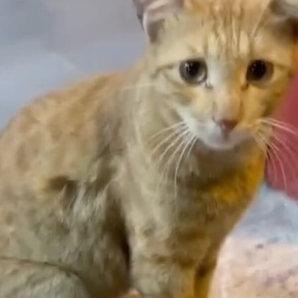 The taqueria's resident cat